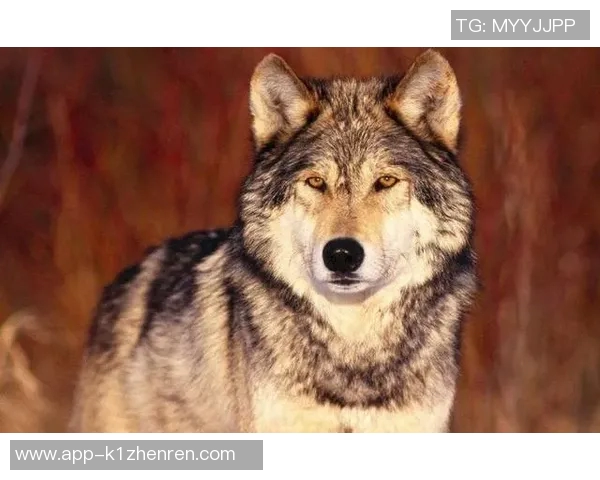 老鹰与狼的精彩对决视频集锦带你领略野生动物的生存智慧与力量较量 老鹰与狼的精彩对决视频集锦带你领略野生动物的生存智慧与力量较量